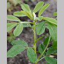 Trigonella foenum-graecum (kozieradka pospolita)