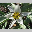 znalezisko 20070300.2.pk - Tulipa turkestanica (tulipan turkiestański); Szczeglacin