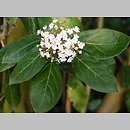 znalezisko 20191123.15.pk - Viburnum tinus (kalina wawrzynowata); ogród botaniczny Berlin (Niemcy)