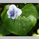 Viola obliqua (fiołek łąkowy)