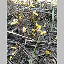 znalezisko 20080607.2.pkob - Utricularia minor (pływacz drobny); użytek ekologiczny Bagna przy Rabym Kamieniu, gm. Lubsko, woj. lubuskie 