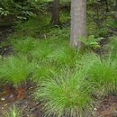 Caricetum remotae - źródliska leśne z turzycą rzadkokłosą