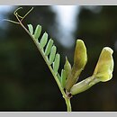 znalezisko 20150502.4.pkob - Vicia grandiflora (wyka wielkokwiatowa); Kotlina Zasiecka