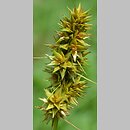 znalezisko 20170714.1.pkob - Carex cuprina (turzyca nibylisia); Obniżenie Nowosolskie, Górzyn