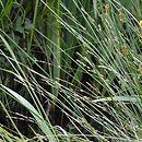 znalezisko 20170610.1.pkob - Carex ×boenninghausiana; skarpa rowu przy drodze Jeziory Dolne-Suchodół; Obniżenie Dolnołużyckie
