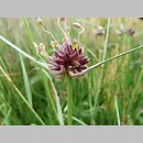 znalezisko 20090708.2.pkob - Allium oleraceum (czosnek zielonawy); Kotlina Zasiecka, woj. lubuskie