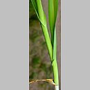 znalezisko 20190601.1.pkob - Allium scorodoprasum (czosnek wężowy); Późna, Kotlina Zasiecka