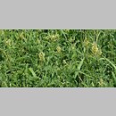 znalezisko 20150613.2.pkob - Astragalus cicer (traganek pęcherzykowaty)