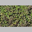 znalezisko 20190802.1.pkob - Ranunculus circinatus (jaskier krążkolistny); Ciemnice, Dolina Środkowej Odry