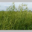 znalezisko 20080705.3.pkob - Bromus secalinus (stokłosa żytnia); pola w okolicy Górzyna gmina Lubsko, woj. lubuskie
