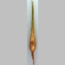 znalezisko 00010000.3.pkob - Carex bohemica (turzyca ciborowata); Wzniesienia Żarskie
