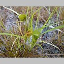 znalezisko 20090728.4.pkob - Carex bohemica (turzyca ciborowata); Wzniesienia Żarskie, woj. lubuskie