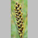 znalezisko 20100613.1.pkob - Carex hartmanii (turzyca Hartmana); Górzyn, woj. lubuskie