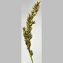znalezisko 20190505.1.pkob - Carex appropinquata (turzyca tunikowa)