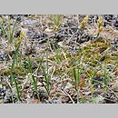znalezisko 20180518.2.pkob - Carex arenaria (turzyca piaskowa); Wzniesienia Gubińskie