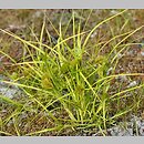 znalezisko 20190908.2.pkob - Carex bohemica (turzyca ciborowata); Wał Mużakowski, Łazy