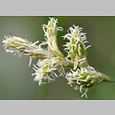znalezisko 20190511.1.pkob - Carex brizoides (turzyca drżączkowata); Kotlina Zasiecka