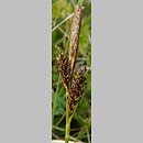 znalezisko 20110517.1.pkob - Carex caryophyllea (turzyca wiosenna); ok. Raszyna, woj. lubuskie