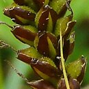 Carex caryophyllea (turzyca wiosenna)