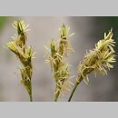 znalezisko 00010000.52.pkob - Carex curvata (turzyca odgięta); Dolina Dolnego Bobru