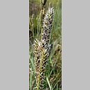 znalezisko 20120427.1.pkob - Carex hartmanii (turzyca Hartmana); ok. Górzyna, woj. lubuskie