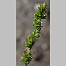 Carex leersii