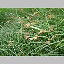 znalezisko 20090511.6.pkob - Carex ligerica (turzyca loarska); ok. Górzyna, Obniżenie Nowosolskie