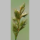 znalezisko 20180518.3.pkob - Carex ligerica (turzyca loarska); Wzniesienia Gubińskie
