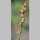 Carex pairae (turzyca najeżona)