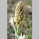znalezisko 20120429.1.pkob - Carex panicea (turzyca prosowata); ok. Górzyna, woj. lubuskie