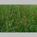 znalezisko 20110514.1.pkob - Carex praecox (turzyca wczesna); ok. Górzyna, woj. lubuskie