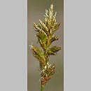 znalezisko 20190511.2.pkob - Carex pseudo-brizoides (turzyca Reichenbacha); Kotlina Zasiecka