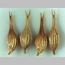 znalezisko 20200326.2.pkob - Carex pseudocyperus (turzyca nibyciborowata); -