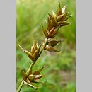 znalezisko 20110626.4.pkob - Carex spicata (turzyca ściśniona); ok. Górzyna, woj. lubuskie
