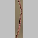 znalezisko 20200731.1.pkob - Carex spicata (turzyca ściśniona); Wzniesienia Gubińskie, Lubsko