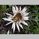 znalezisko 20090814.1.pkob - Carlina acaulis ssp. acaulis (dziewięćsił bezłodygowy typowy); Tatry