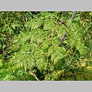 znalezisko 20090708.4.pkob - Chaerophyllum bulbosum (świerząbek bulwiasty); Kotlina Zasiecka, woj. lubuskie