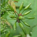 znalezisko 20090707.1.pkob - Chaerophyllum temulum (świerząbek gajowy); ok. Lubska, woj.lubuskie