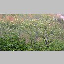znalezisko 20220705.1.pkob - Chaerophyllum bulbosum (świerząbek bulwiasty); Dolina Środkowej Odry, Osiecznica