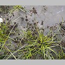 znalezisko 20131006.2.pkob - Cyperus fuscus (cibora brunatna); Bory Dolnośląskie
