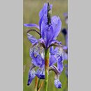 znalezisko 20190531.1.pkob - Iris sibirica (kosaciec syberyjski); Dolina Środkowej Odry, ok. Krosna Odrzańskiego