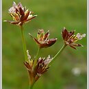 znalezisko 20110701.1.pkob - Juncus acutiflorus (sit ostrokwiatowy); ok. Górzyna, woj. lubuskie