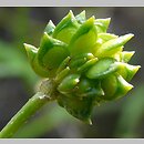 znalezisko 20120512.1.pkob - Ranunculus sardous (jaskier sardyński); ok. Górzyna, woj. lubuskie