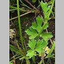 znalezisko 20110610.1.pkob - Ranunculus sardous (jaskier sardyński); pola w ok. Górzyna, woj. lubuskie