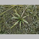 znalezisko 20090728.1.pkob - Sagittaria sagittifolia (strzałka wodna); Wzniesienia Żarskie, woj. lubuskie