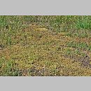 znalezisko 20200623.2.pkob - Scleranthus polycarpos (czerwiec wieloowockowy); Dolina Środkowej Odry, Połupin