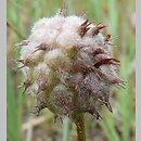 znalezisko 20090720.1.pkob - Trifolium fragiferum ssp. fragiferum (koniczyna rozdęta typowa); ok. Lubska, woj. lubuskie