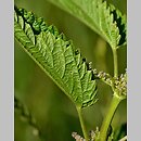 znalezisko 20200714.1.pkob - Urtica galeopsifolia (pokrzywa poziewnikolistna); Dolina Środkowej Odry, między Krosnem Odrzańskim a Połupinem