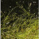 znalezisko 20110803.3.pkob - Utricularia minor (pływacz drobny); Wzniesienia Gubińskie