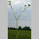 znalezisko 20110611.2.pkob - Valerianella dentata (roszpunka ząbkowana); pola w ok. Górzyna, woj. lubuskie
